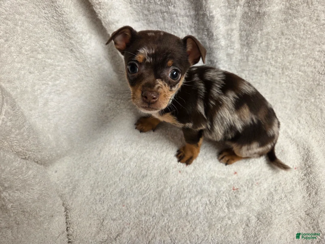 Chihuahua dogs for sale: Chihuahua Puppy 2 - Ad 1