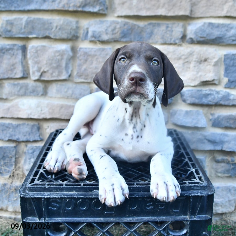 German Shorthaired Pointer dogs Hunter - Ad 1