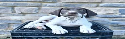 German Shorthaired Pointer dogs for sale: Hunter - Ad 1