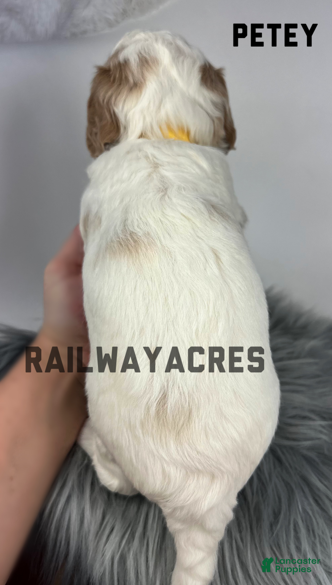 Goldendoodle dogs for sale: Petey- F1b Mini  - Ad 3