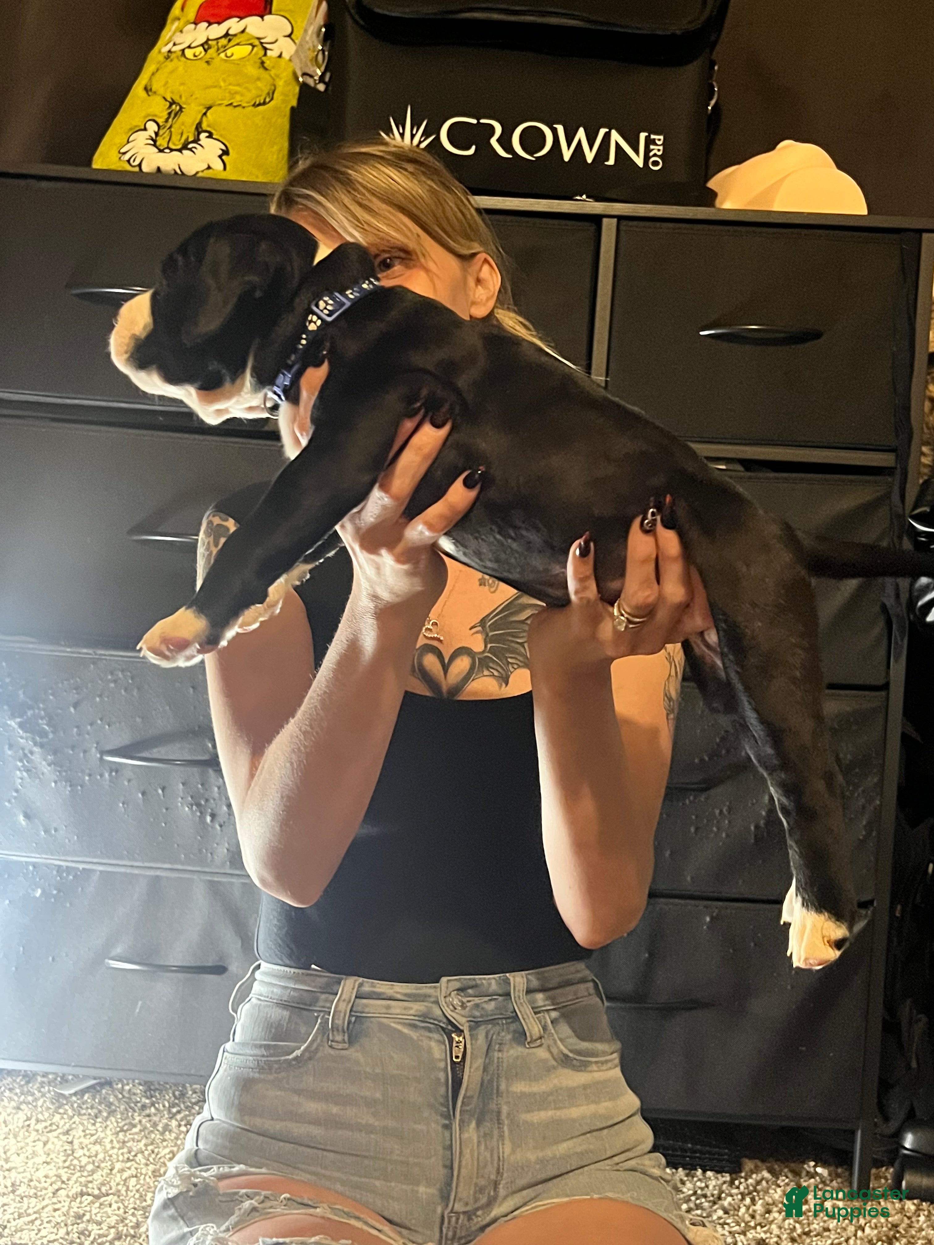 Mixed Breed dogs Mixed Breed 11 - Ad 11