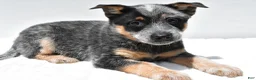 Australian Cattle Dog dogs for sale: Tucker - Ad 3
