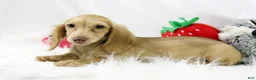 Dachshund dogs for sale: Karmella  CB Cr 4086 - Ad 4