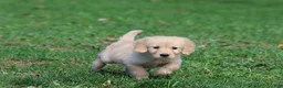 Golden Retriever dogs for sale: Golden Retriever 4 - Ad 5