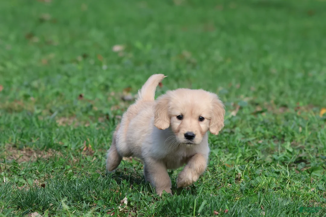 Golden Retriever dogs for sale: Golden Retriever 4 - Ad 5