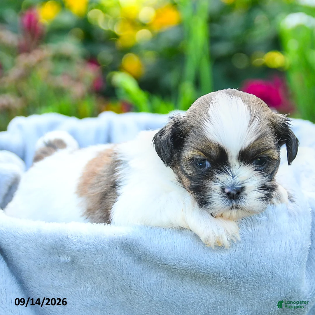 Shih Tzu dogs for sale: Miles - Ad 5