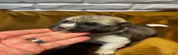 Akita dogs for sale: Halo - Ad 7