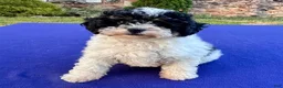 Mini Bernedoodle dogs for sale: Popsicle - Ad 6