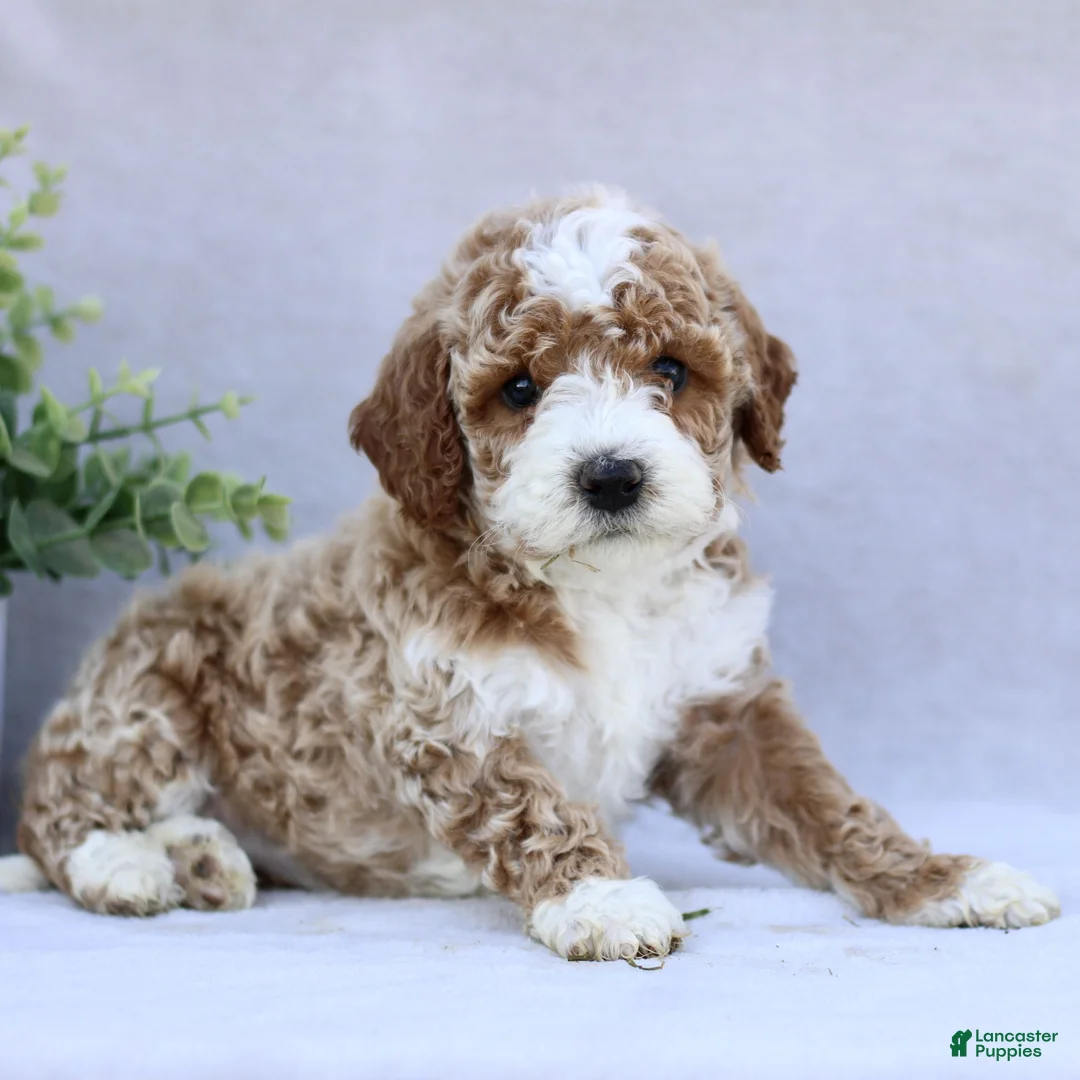 Mini Goldendoodle dogs for sale: Trixie  - Ad 1