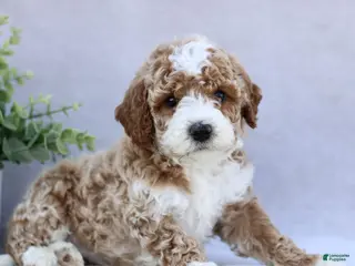 Mini Goldendoodle dogs for sale: Trixie - Ad 1