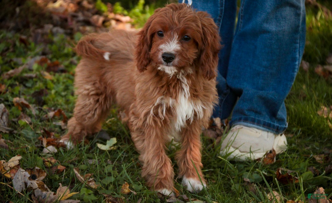 Cavapoo dogs for sale: Avery Cavapoo  - Ad 1