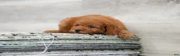 Cavapoo dogs for sale: Ace - Ad 5
