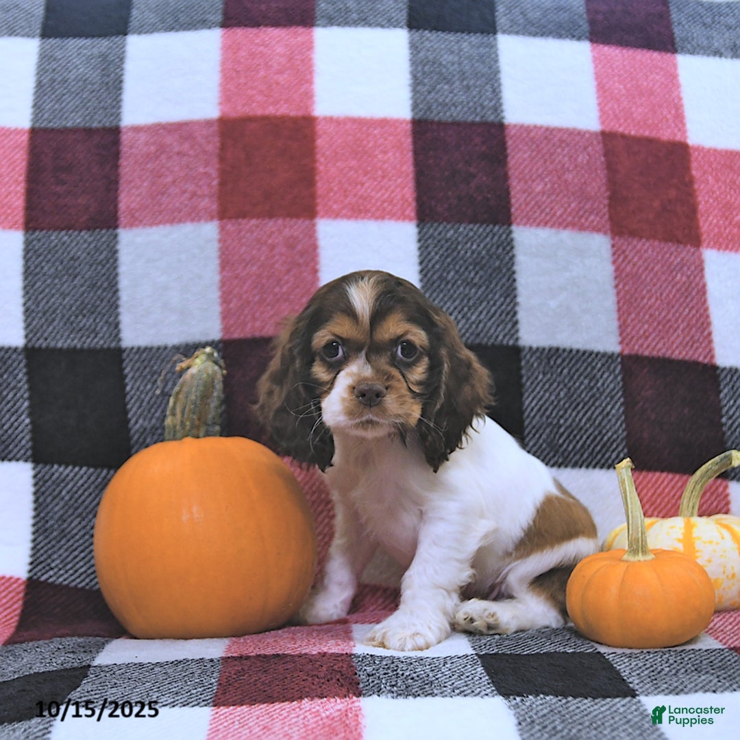 Cocker Spaniel dogs for sale: Max - Ad 10