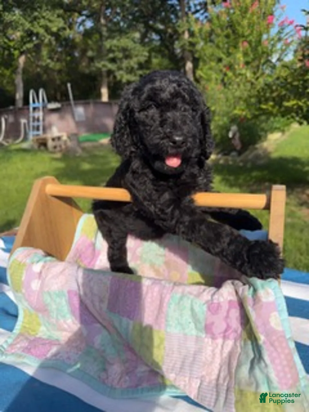 Goldendoodle dogs for sale: Glenda - ready for delivery - Ad 1