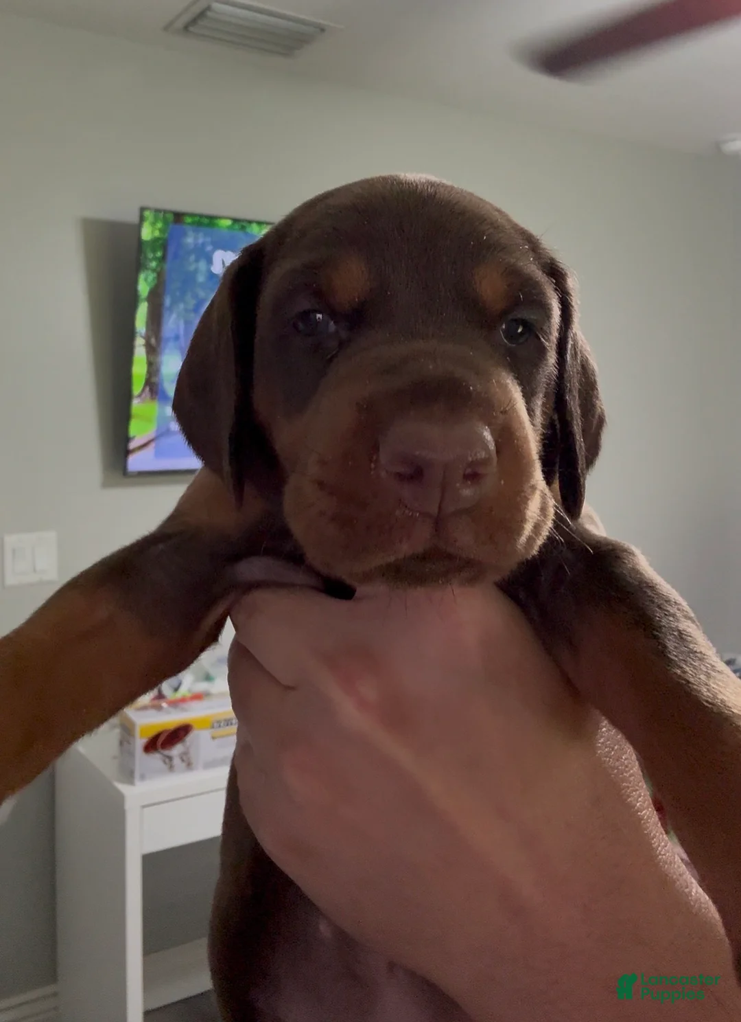 Doberman Pinscher dogs for sale: Neon Green Collar Female - Ad 1