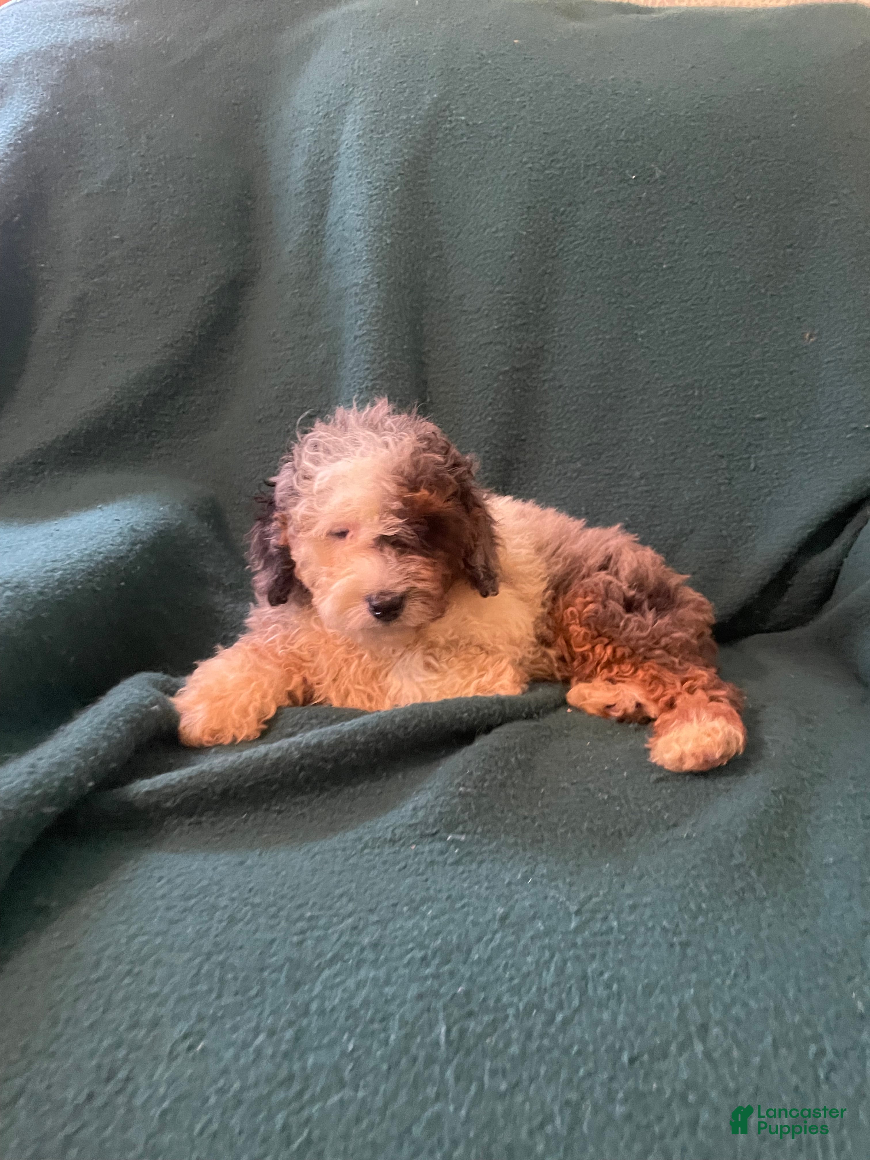 Cockapoo dogs Cockapoo 5 - Ad 1
