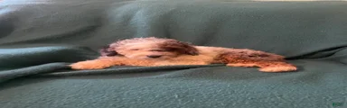 Cockapoo 5