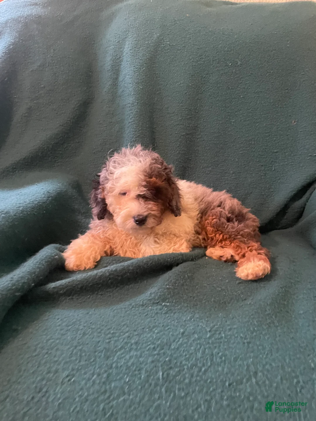 Cockapoo dogs for sale: Cockapoo 5 - Ad 1