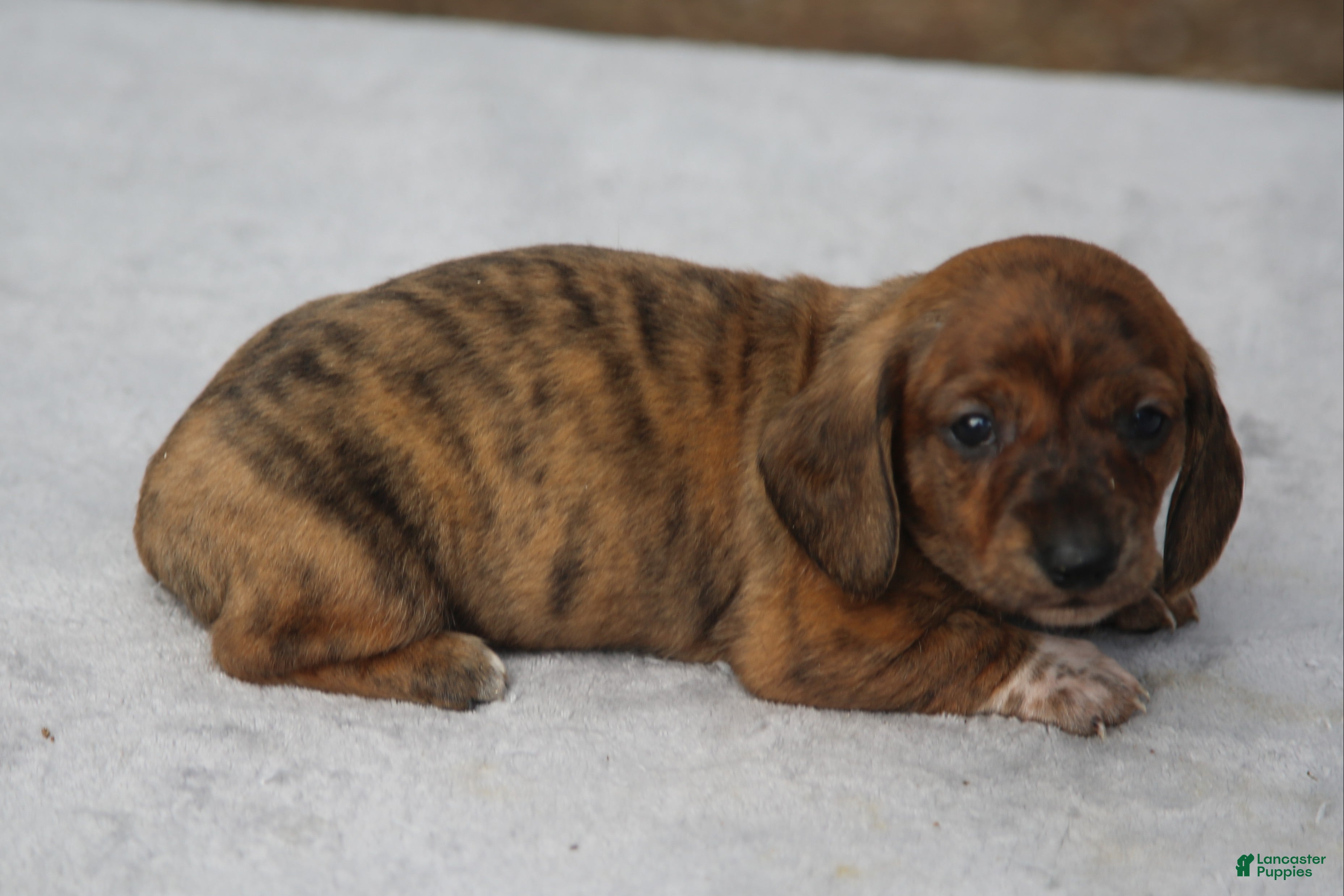 Dachshund dogs for sale: Red Brindle Smooth  - Ad 2