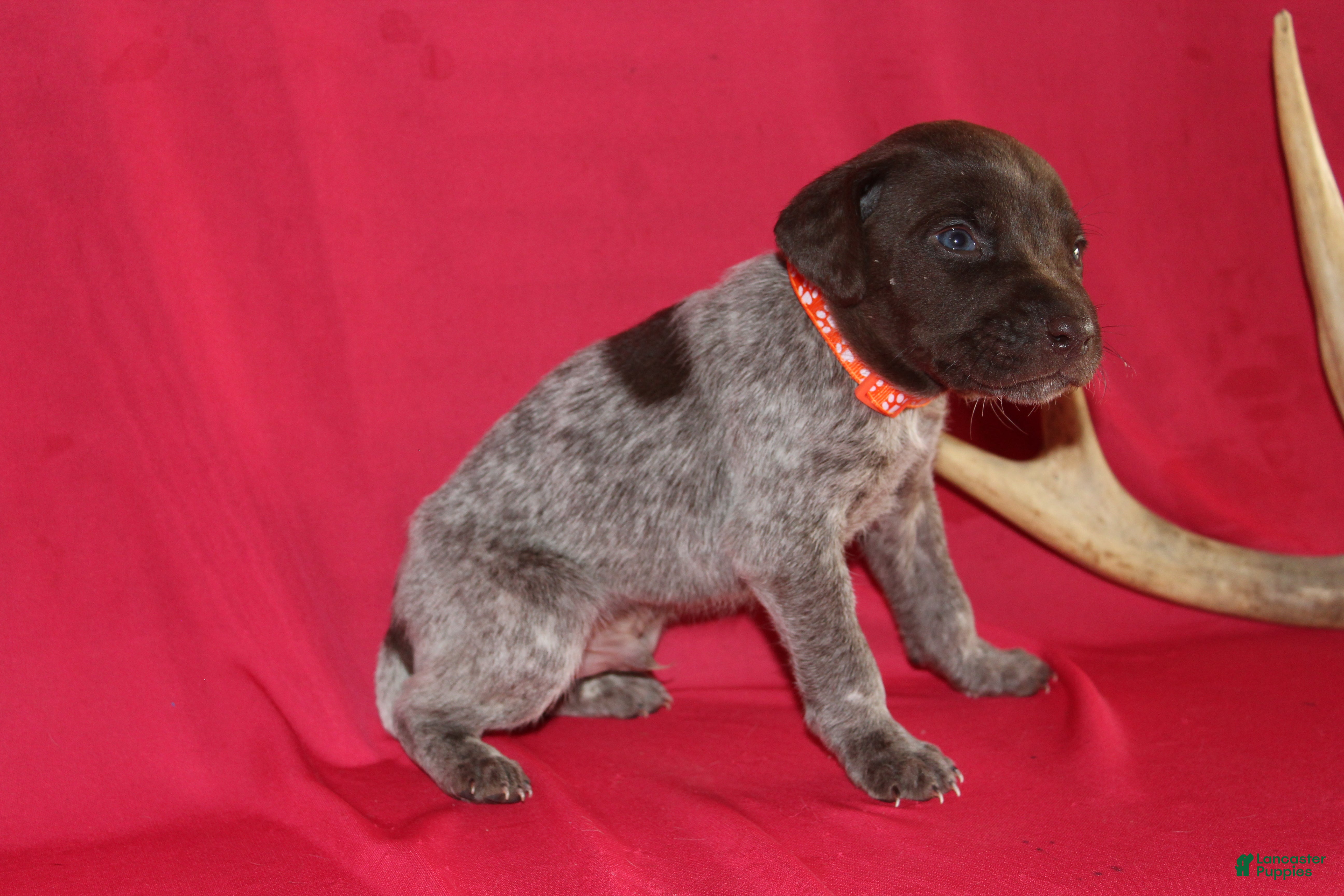 German Shorthaired Pointer dogs Tebow  - Ad 2