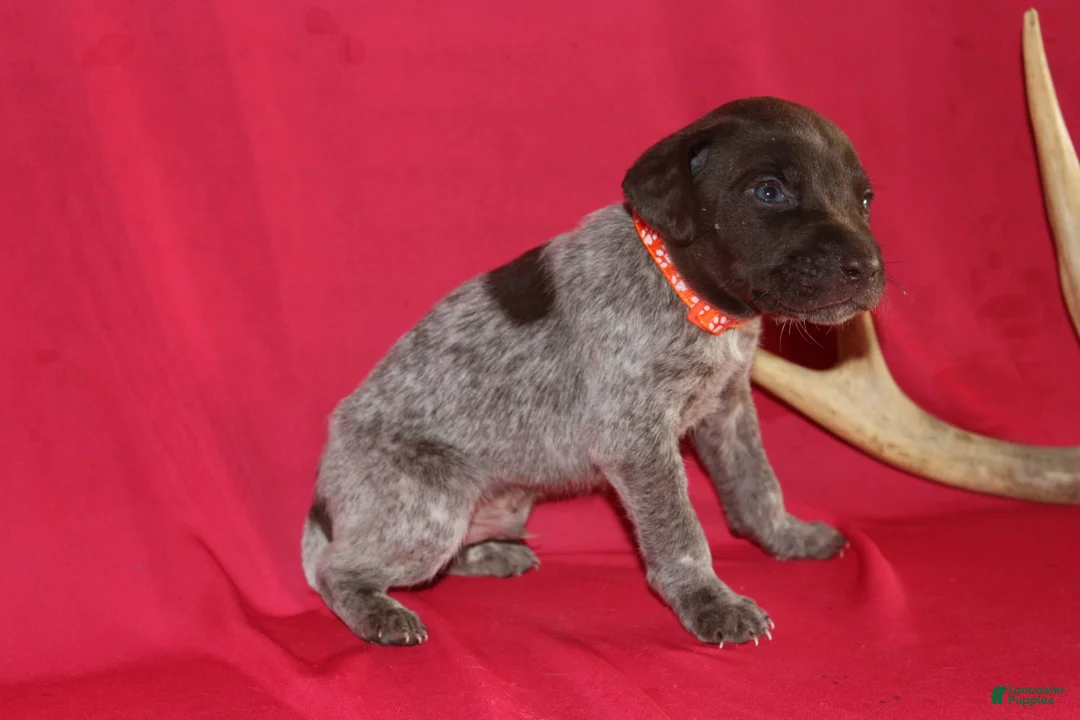 German Shorthaired Pointer dogs for sale: Tebow  - Ad 2