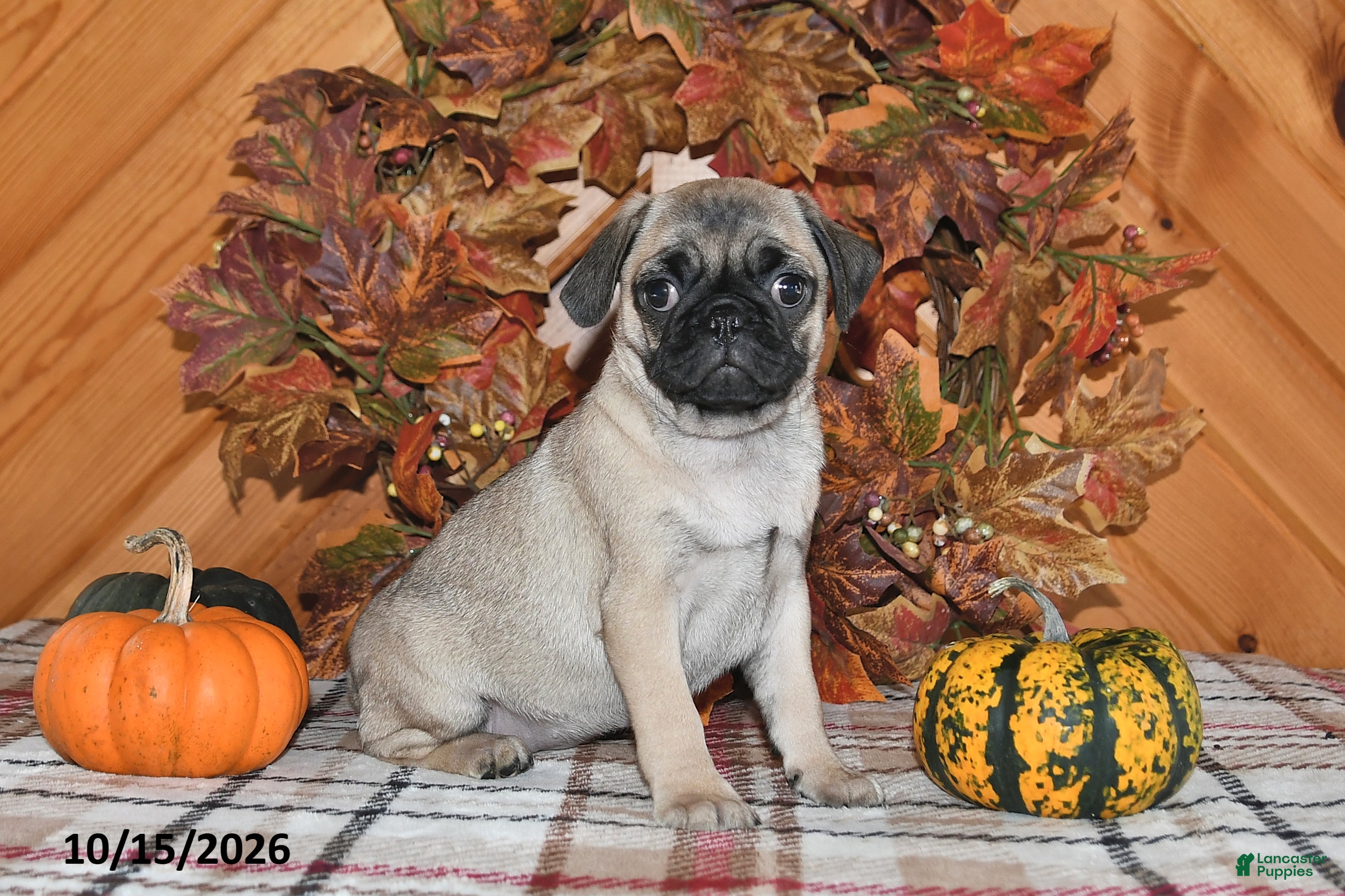 Pug dogs for sale: Kaci - Ad 2