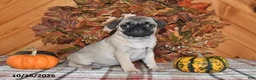 Pug dogs for sale: Kaci - Ad 2