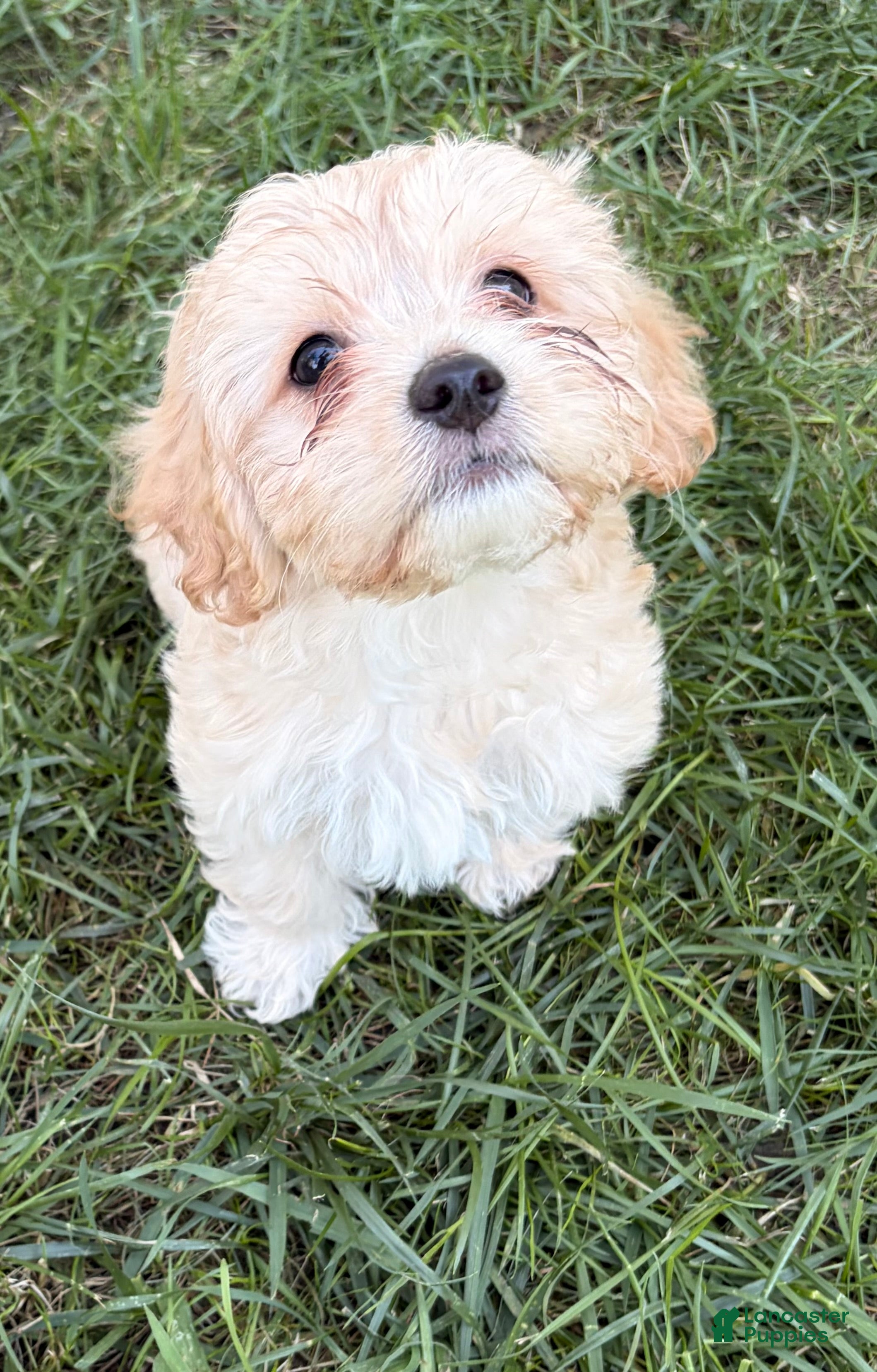 Mixed Breed dogs Frosted Flakes  - Ad 15