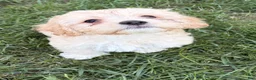Mixed Breed dogs for sale: Frosted Flakes  - Ad 1