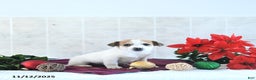 Jack Russell Terrier dogs for sale: Reba - Ad 7