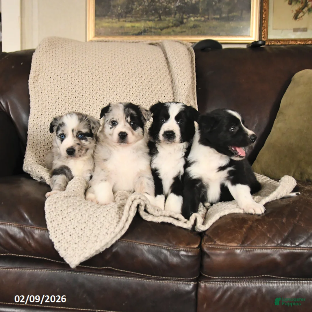 Mixed Breed dogs for sale: Max - Ad 3