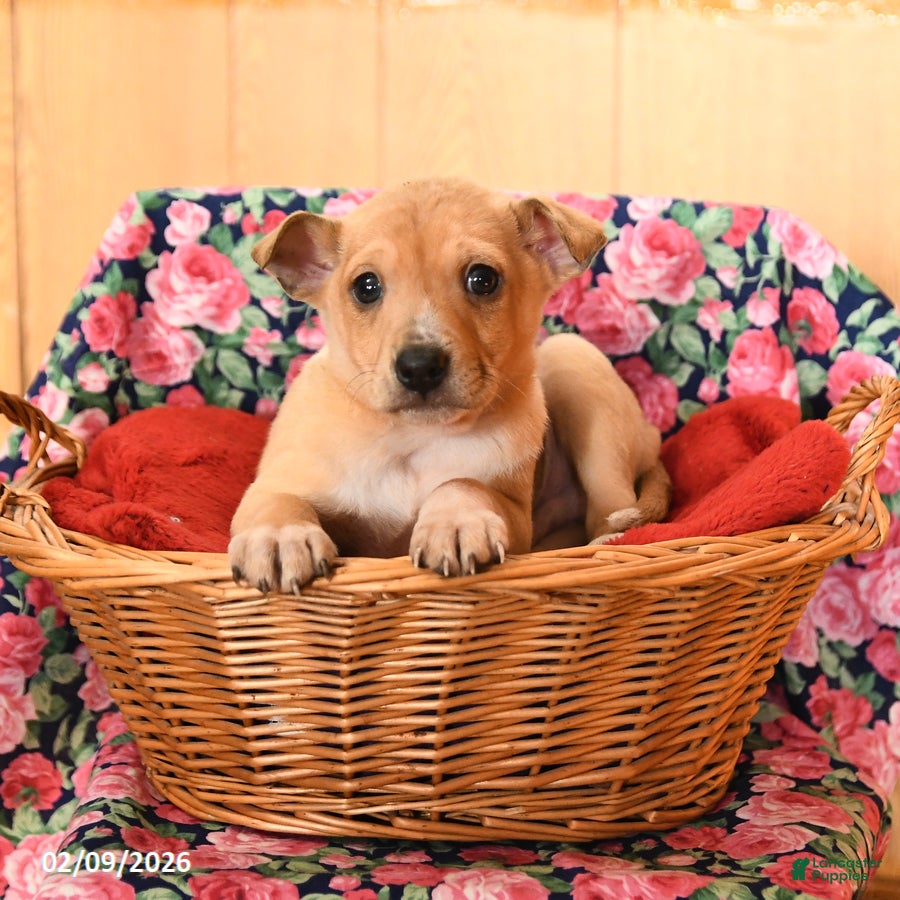 Chihuahua dogs Max - Ad 2