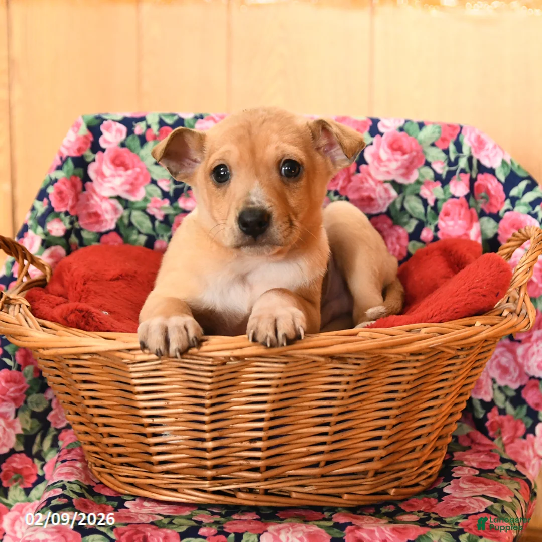 Chihuahua dogs for sale: Max - Ad 2