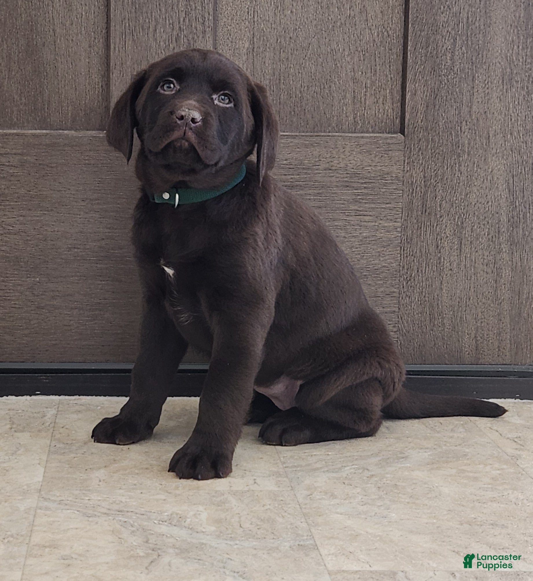 Labrador Retriever dogs Fiona - Ad 23