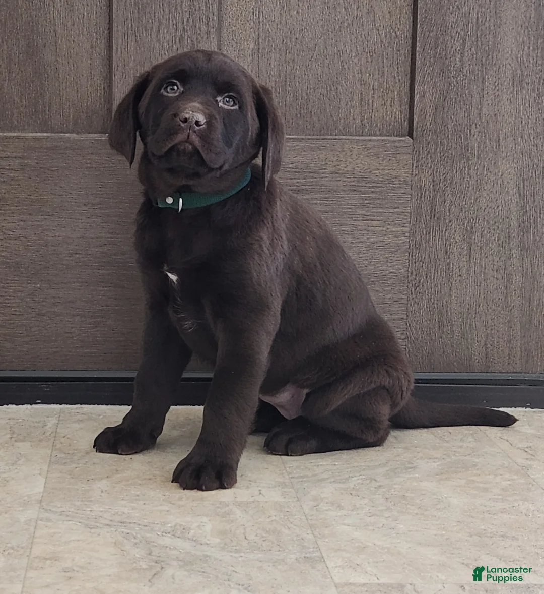 Labrador Retriever dogs for sale: Fiona - Ad 1