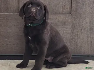 Labrador Retriever dogs Fiona - Ad 23