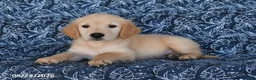 Golden Retriever dogs for sale: Quintin - Ad 1