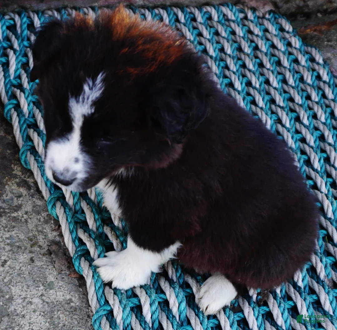 Border Collie dogs for sale: ASHTON - Ad 2