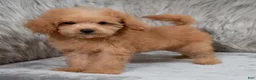 Mini Goldendoodle dogs for sale: Lily ID: 3854 - Ad 1