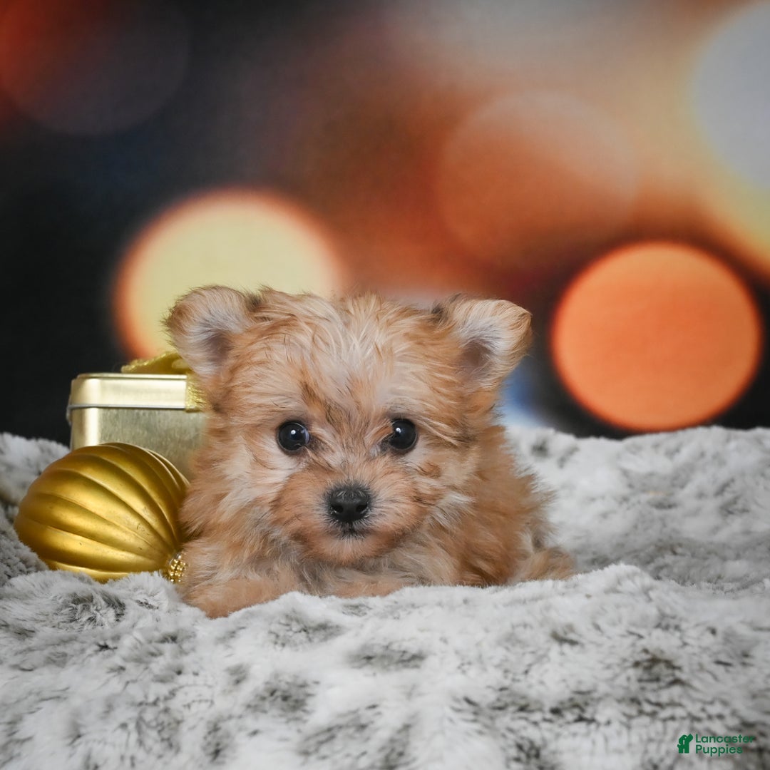Morkie dogs for sale: mel - Ad 4