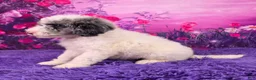 Mini Sheepadoodle dogs for sale: Skittles - Ad 3