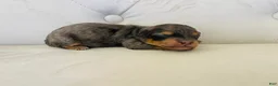 Bernedoodle dogs for sale: Triton ❤️ micro mini blue merle bernedoodle  - Ad 3