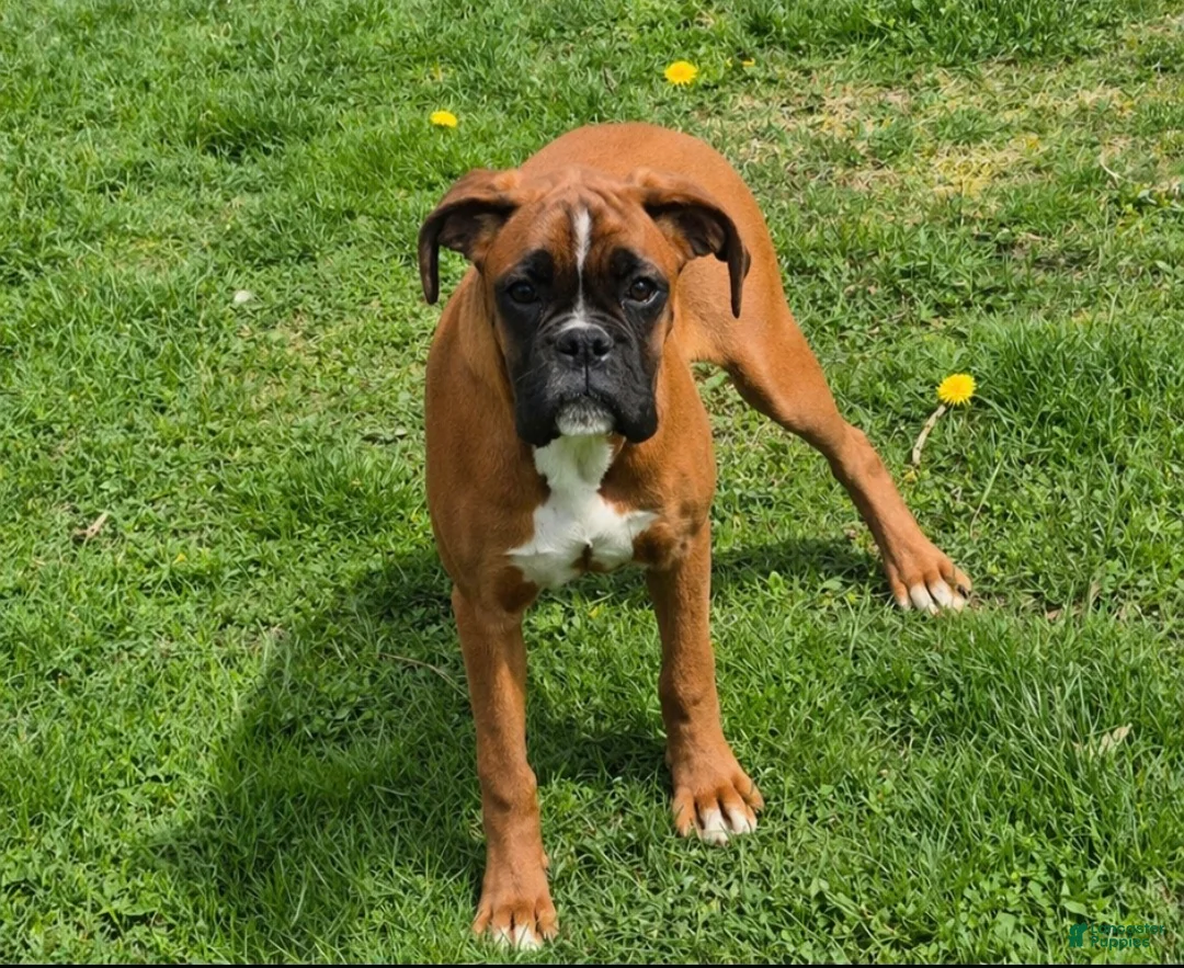 Boxer dogs for sale: Bailey  - Ad 2