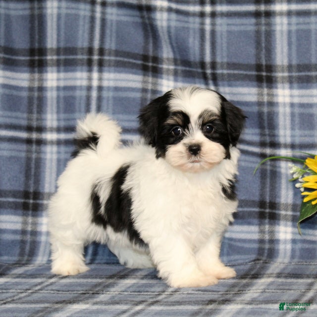 Teddy Bear dogs BJ's Robby - Ad 1