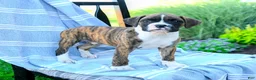 Boxer dogs for sale: Omar - Ad 2