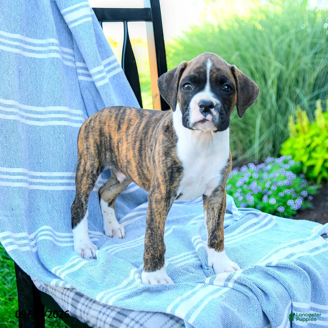 Boxer dogs for sale: Omar - Ad 2
