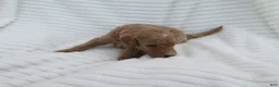 Goldendoodle dogs for sale: Sandy - Ad 2
