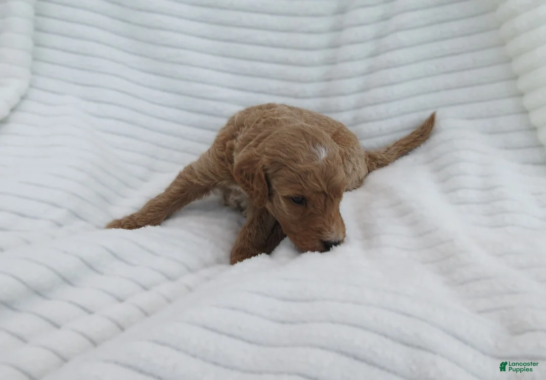 Goldendoodle dogs for sale: Sandy - Ad 2