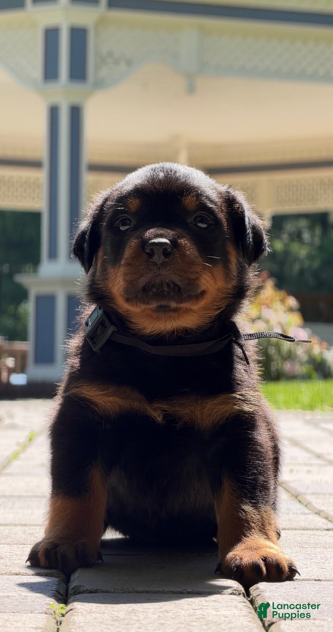Rottweiler dogs Rottweiler 3 - Ad 1