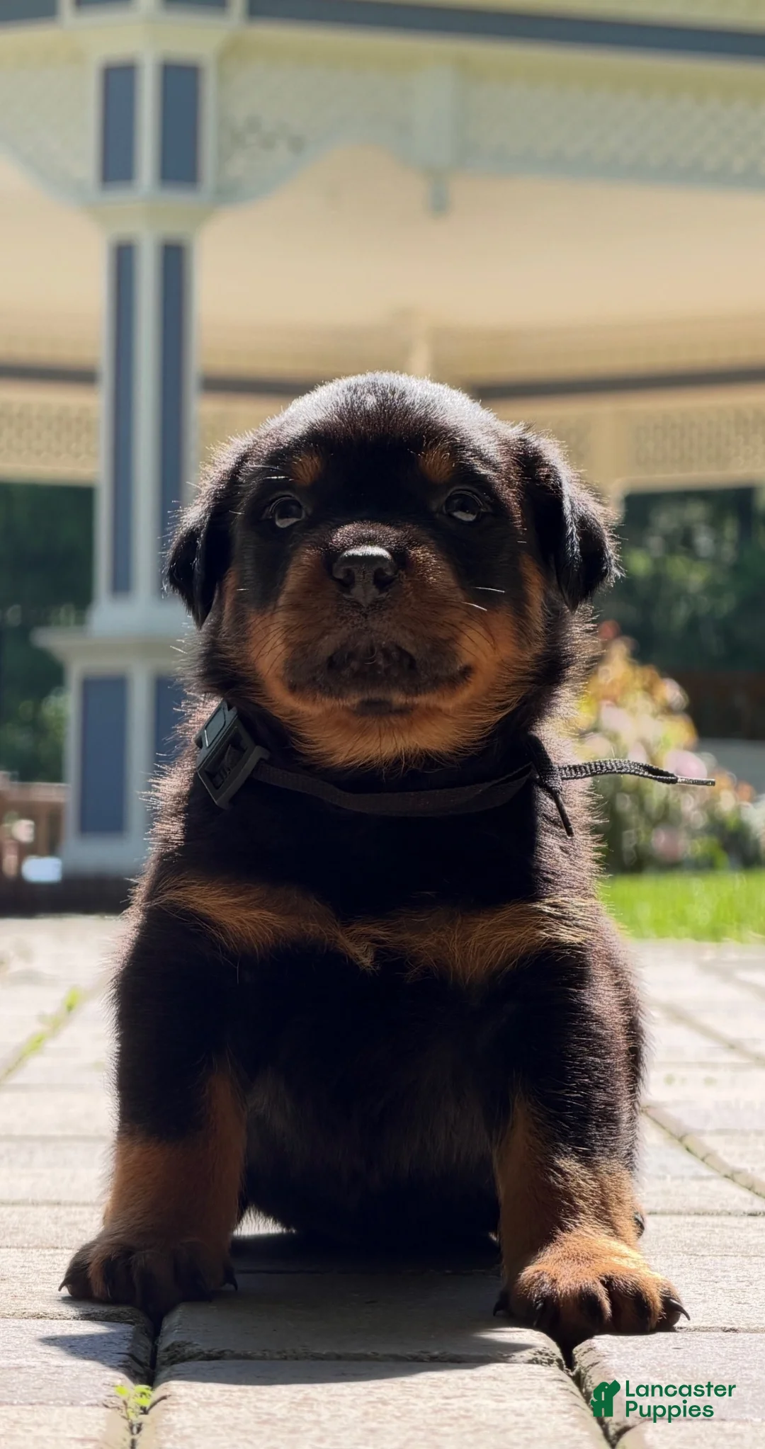Rottweiler dogs for sale: Rottweiler 3 - Ad 1